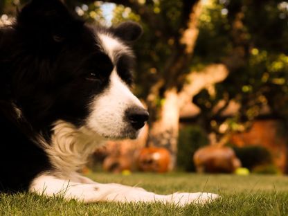 Wholesale Apple Wooden Ornament 