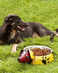 Wholesale King of the Dogs
