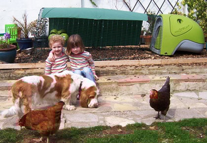 Chicken Coop