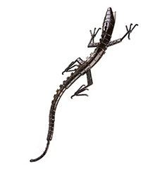 Wholesale Monitor Lizard