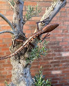 Wholesale Monitor Lizard