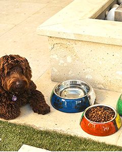 Paw Me Pet Bowl 