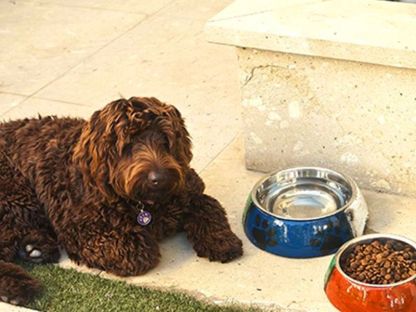 Wholesale Paw Me Pet Bowl - Large