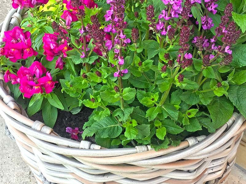 Wholesale Fiji Basket 