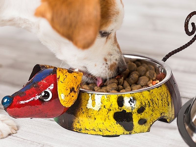 Wholesale King of the Dogs
