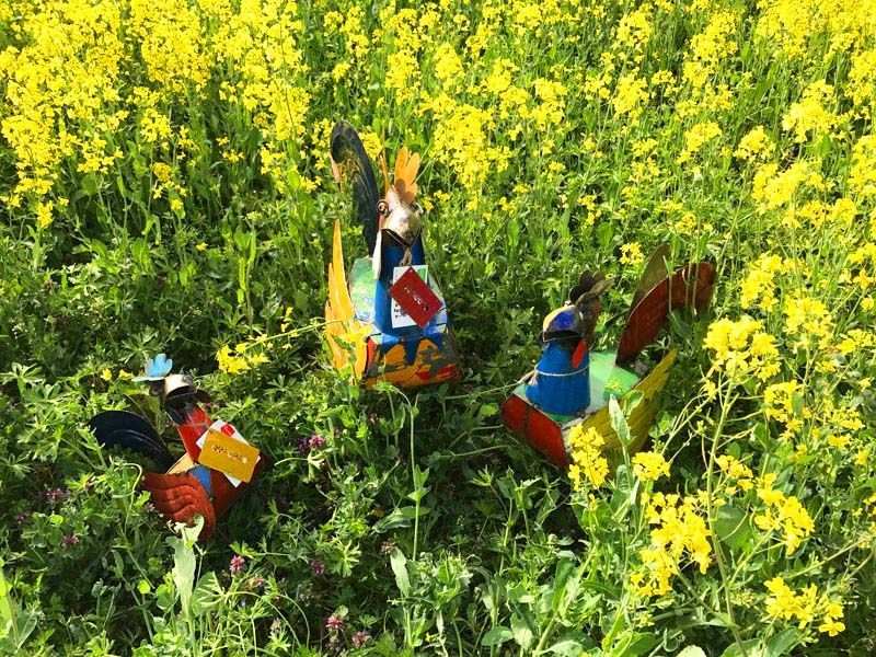 Wholesale Rooster Family