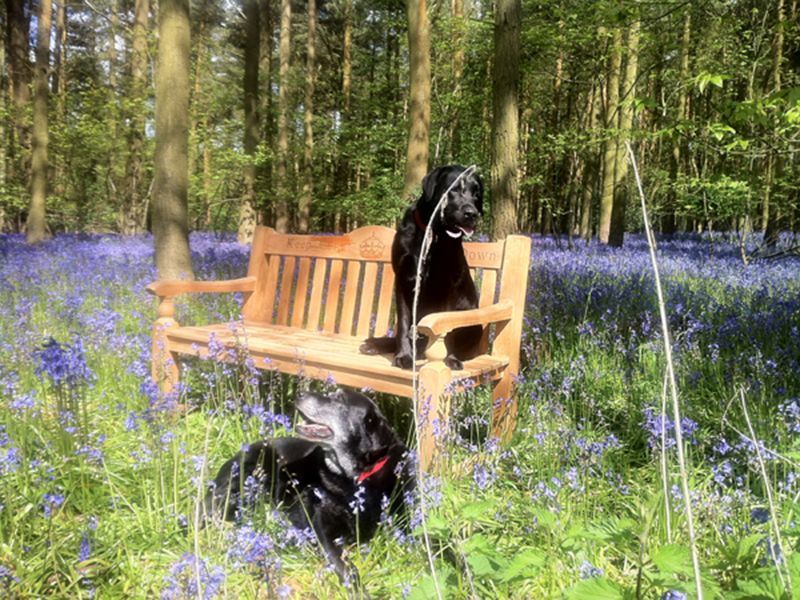 Wholesale Teak Windsor Bench
