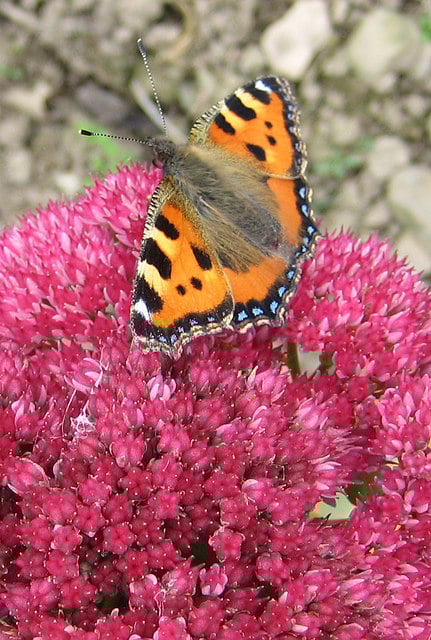 sedum