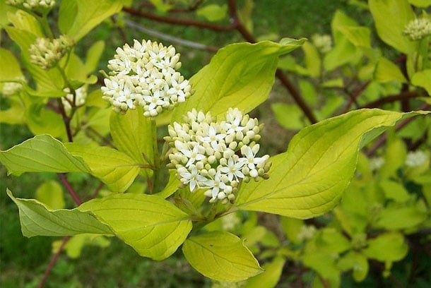 Siberian Dogwood with Light Green Foliage and Pretty White Flowers Siberian Dogwood Shrub