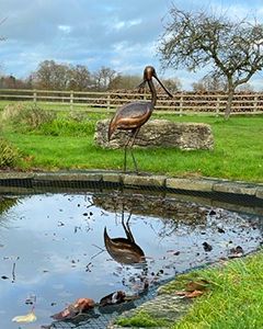 Spoonbill Standing