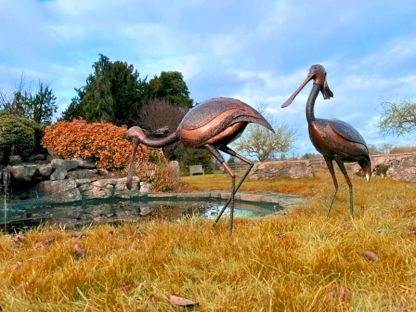 Spoonbill Standing