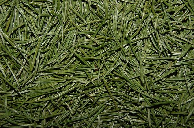 Christmas Tree Tea is made from pine needles