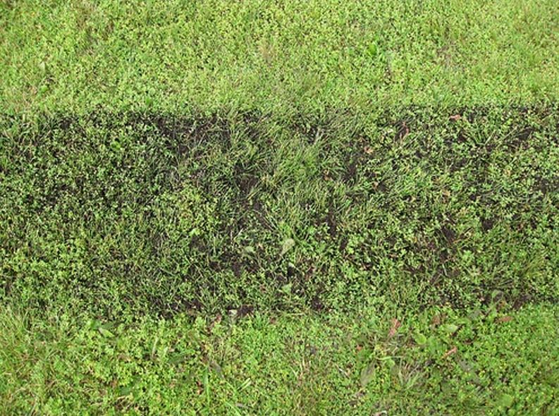 Completed Top Dressing on a Lawn