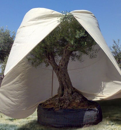 winter cover
