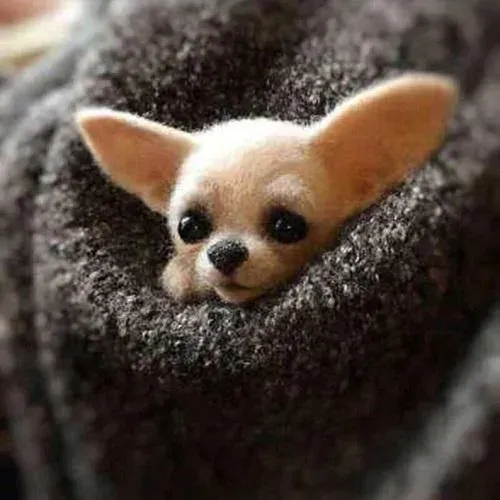 Custom Needle Felted Dog Brooch, Cute Felt Pet Pin, Ideal Gift for Birthdays & Friends