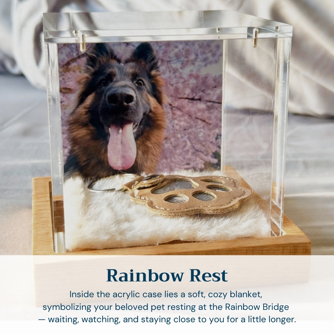 Interactive Pet Memorial Box With Hologram Projection