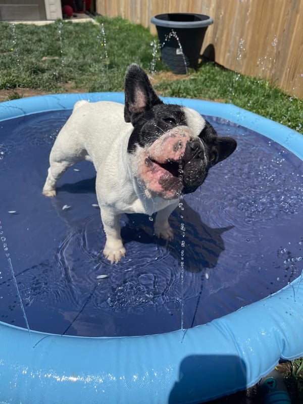 EVCM Gyerekek és kutya számára való Splash Pad