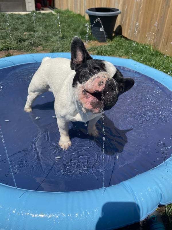 EVCM Gyerekek és kutya számára való Splash Pad