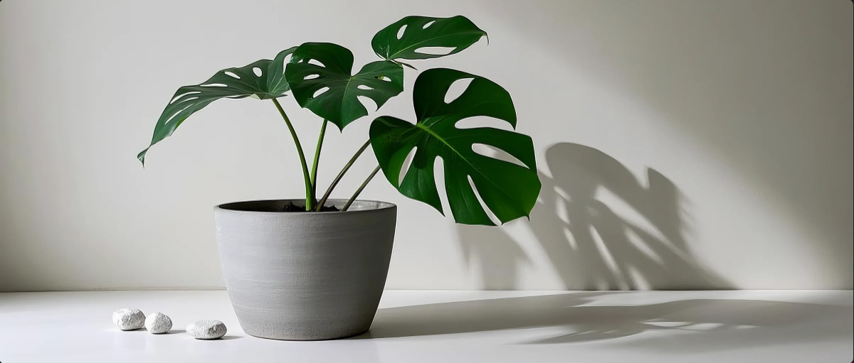 Potted Plants