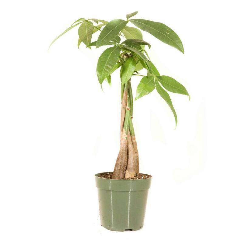 6 in. Money Tree Plant in Grower Pot-Paradise Island Wear