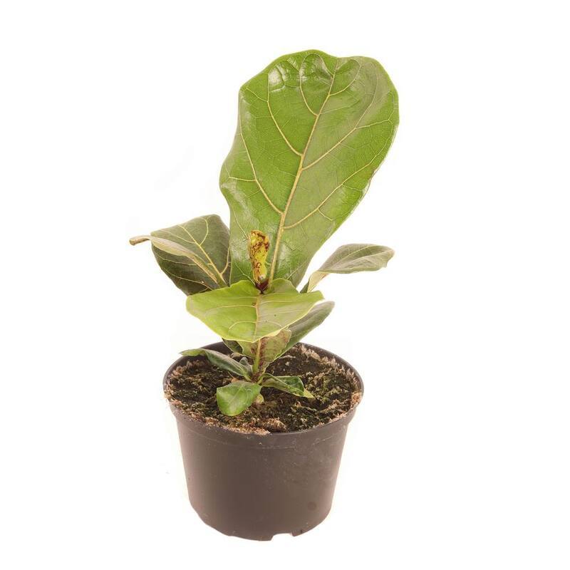 6 in. Ficus Lyrata Plant in Grower's Pot-Paradise Island Wear