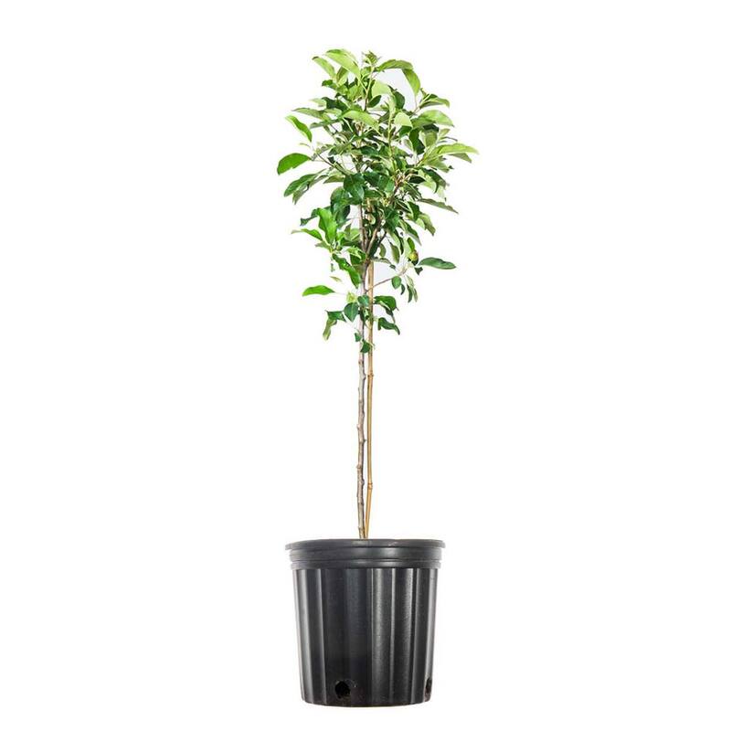 2 ft. to 3 ft. Golden Delicious Apple Tree Small Flowers with Deep Yellow Fruit-Paradise Island Wear
