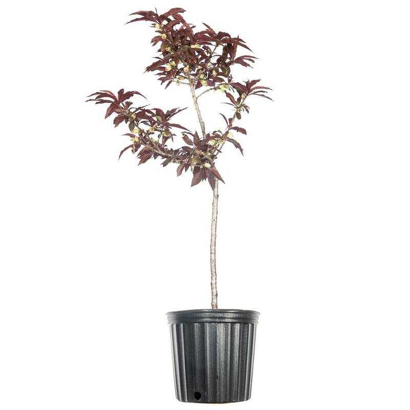 3 ft.-4 ft. Tall Bonfire Patio Peach Tree in Grower's Pot, Small-Paradise Island Wear
