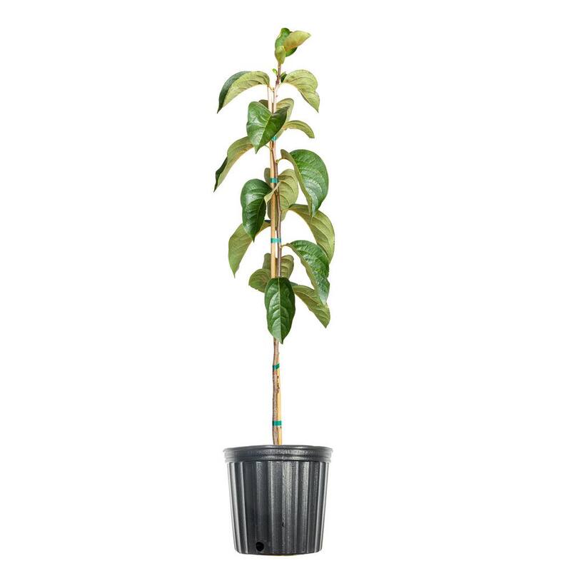4.5 ft. Tall Persimmon Tree, Astringent Persimmon Variety-Paradise Island Wear