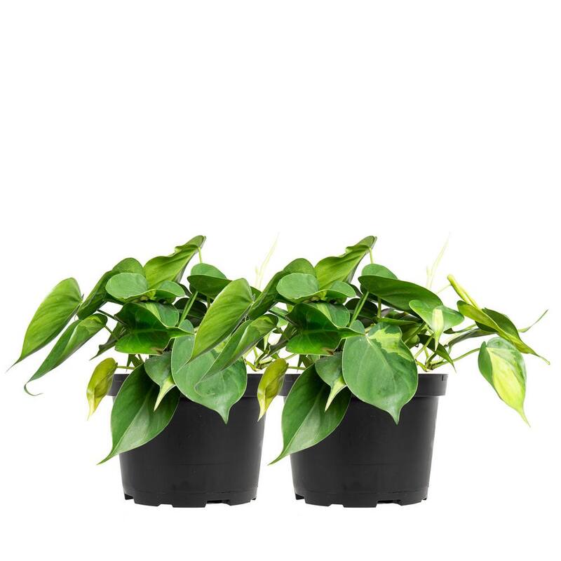 Philodendron 'Brasil' Indoor Plant in 6 in. Growers Pot (2-Pack), Heavily Variegated Vines-Paradise Island Wear