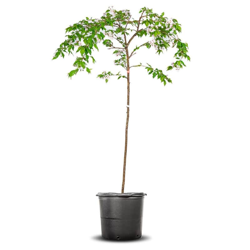 4-5 ft. Tall Yoshino Weeping Cherry Tree in Grower's Pot, Elegant Cascading Foliage with-Paradise Island Wear
