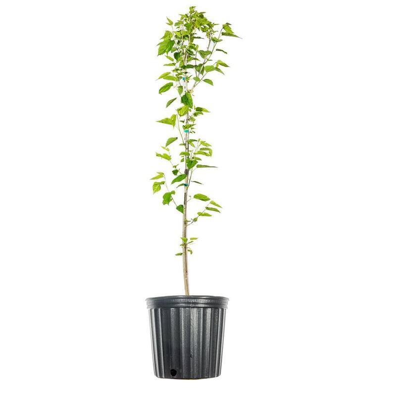 4 ft. to 5 ft. Tall Dwarf Everbearing Mulberry Tree in Grower's Pot, Large Delicious Fruit-Paradise Island Wear