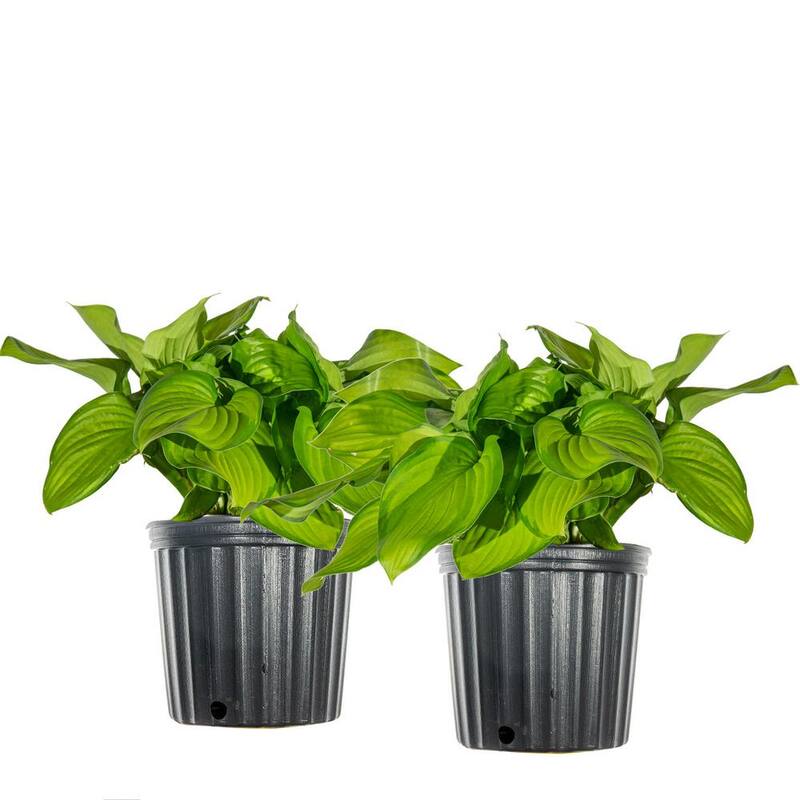 1 Gal. Guacamole Hosta - 2 Pack-Paradise Island Wear