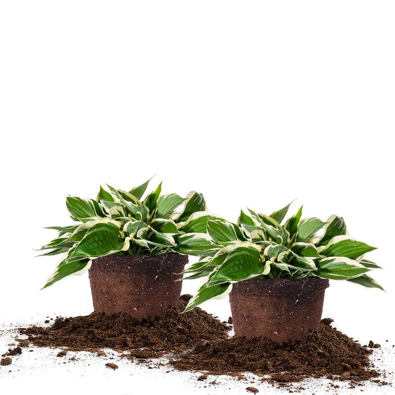 1 Gal. Patriot Hosta (2-Pack)-Paradise Island Wear