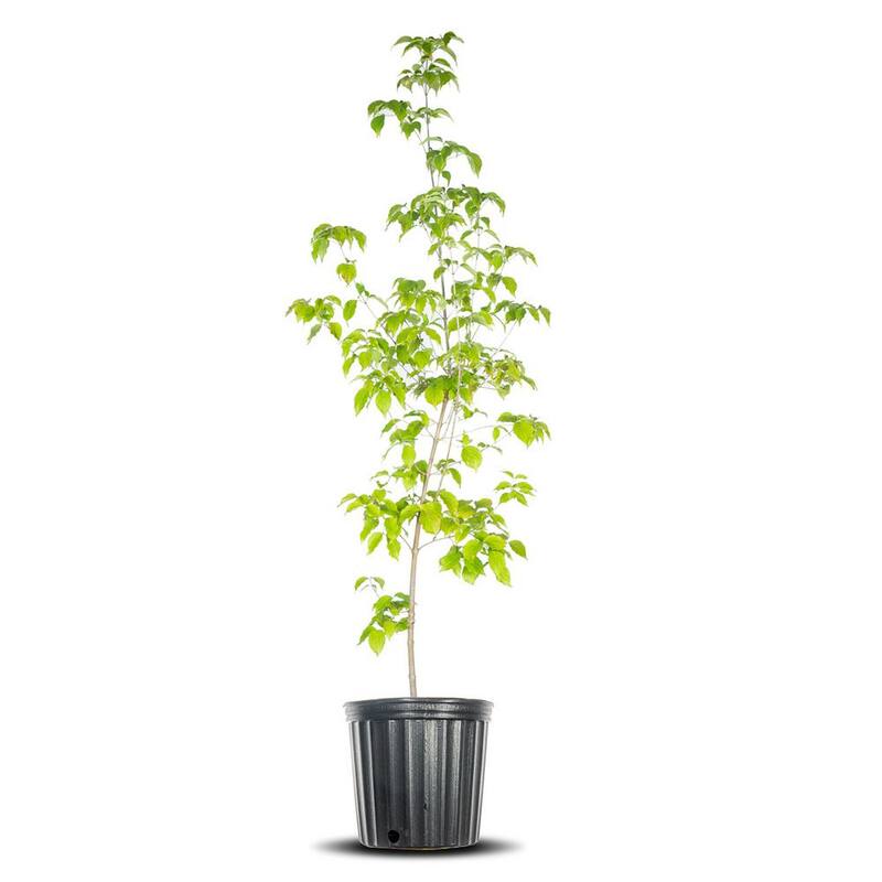 4-5 ft. Tall Kousa Dogwood Tree in Grower's Pot, Plentiful-Paradise Island Wear