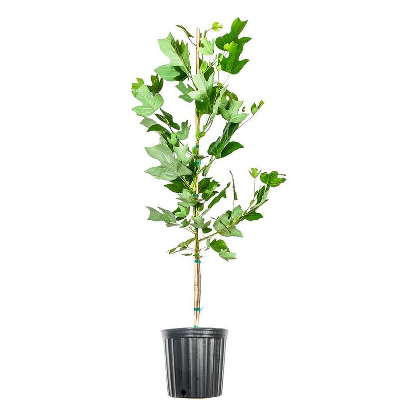 5 ft.-6 ft. Tall Tulip Poplar Tree in Growers Pot, Unique Foliage and Summer-Paradise Island Wear