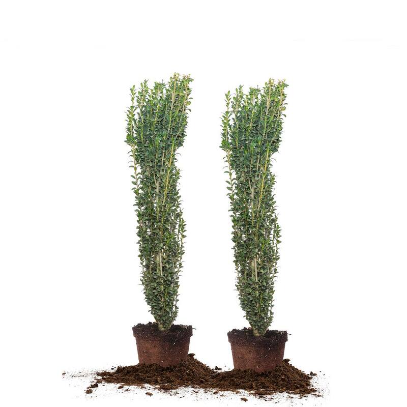 3 ft. - 4 ft. Sky Pencil Holly Shrub 2-Pack-Paradise Island Wear
