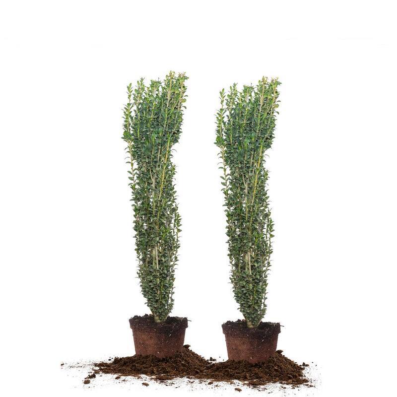 3 ft. - 4 ft. Sky Pencil Holly Shrub 2-Pack-Paradise Island Wear