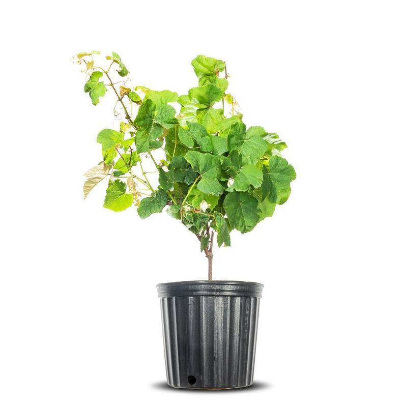 Concord Grape Vine Plant in 3 Gal. Grower's Pot, Delicious Seedless Fruit-Paradise Island Wear