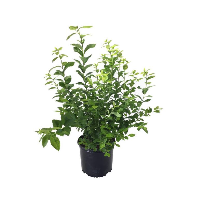 Highbush Blueberry (Vaccinium) Jersey-Paradise Island Wear