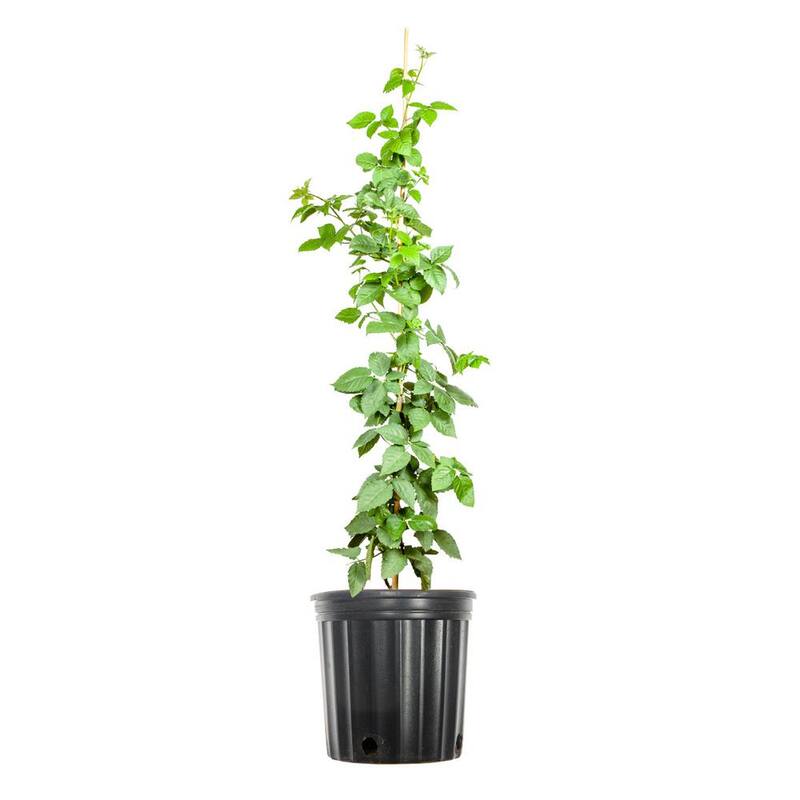 3 Gal. Natchez Thornless Blackberry Bush in Grower's Pot, Rubus fruticosus-Paradise Island Wear