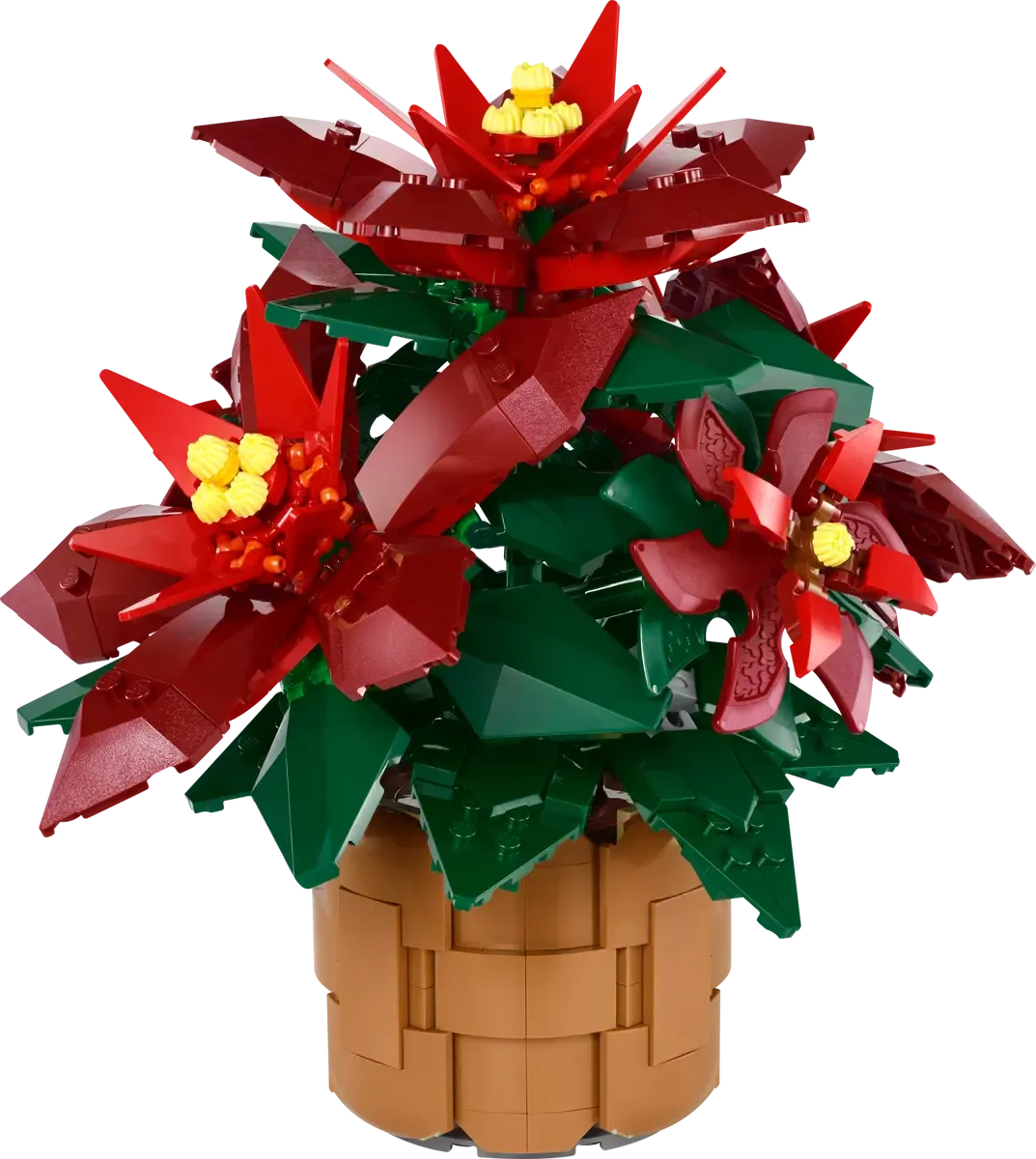 Poinsettia