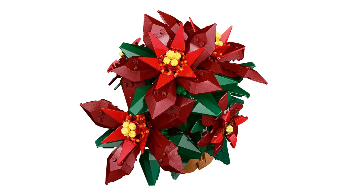 Poinsettia