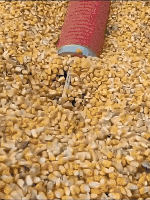 PT-Extrator de grãos de trigo elétrico espiral portátil/sugador de grãos/transportador/alimentador