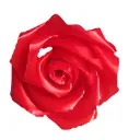 🎄💕Eternal Roses - HandMade From Satin Ribbon(Never Wither)