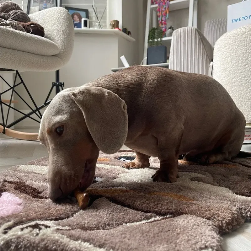 CUSTOM PET RUG - Tufted Rug - Personalised Pet Dog Portrait Rug.-forlovever