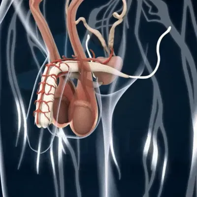 NEXORA Anatomy