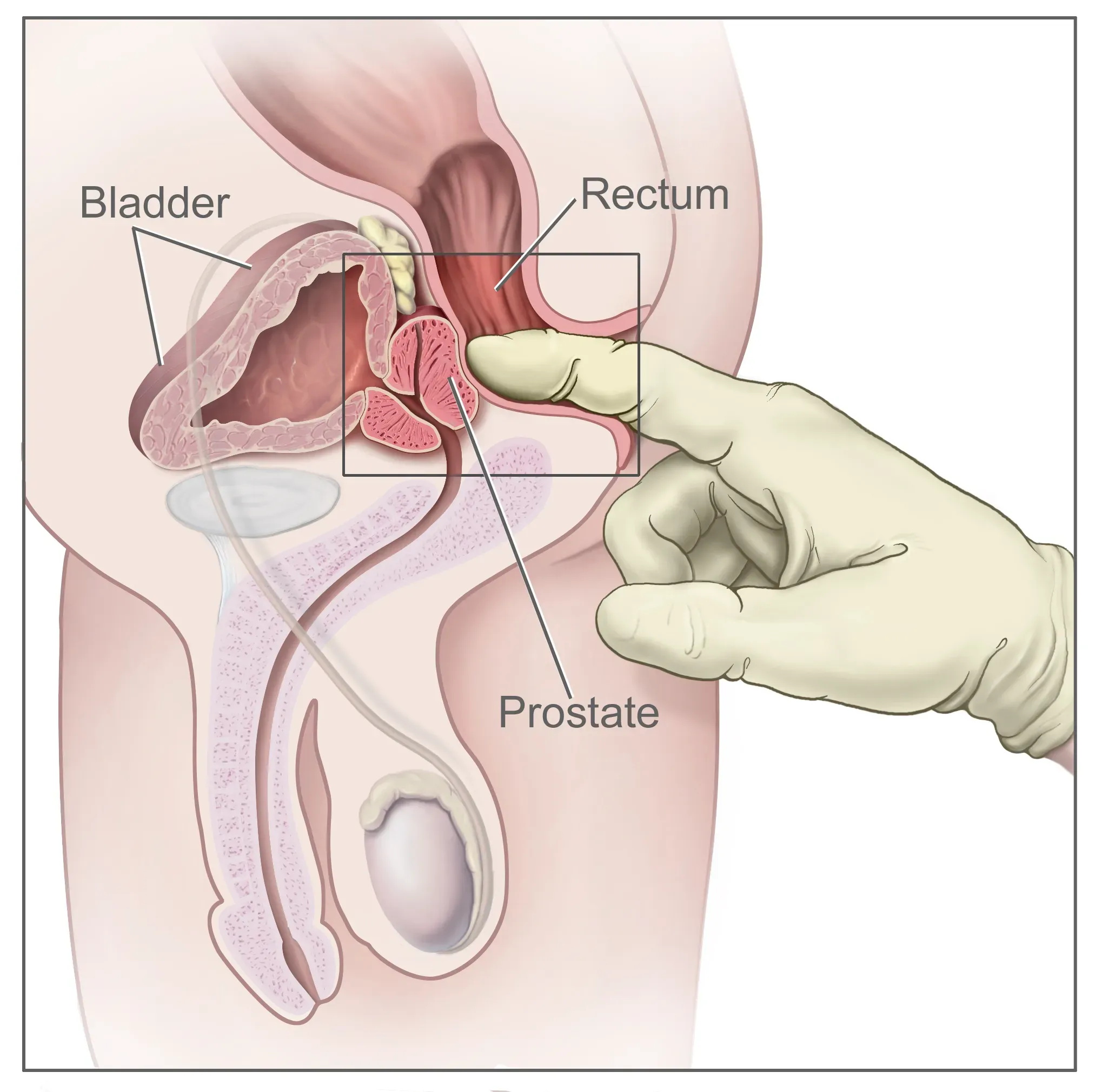 Age related changes illustration
