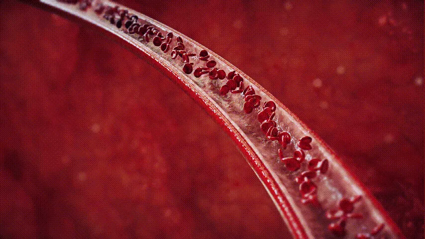 Blood circulation illustration