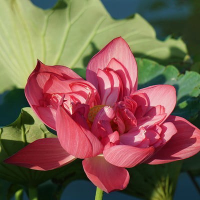 🔥[7 days germination]💐The Sacred Bonsai Bowl Lotus Flower