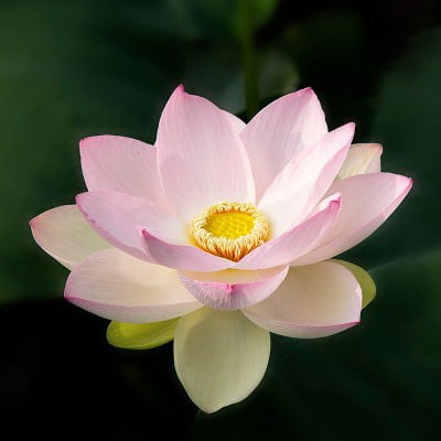 🔥[7 days germination]💐The Sacred Bonsai Bowl Lotus Flower